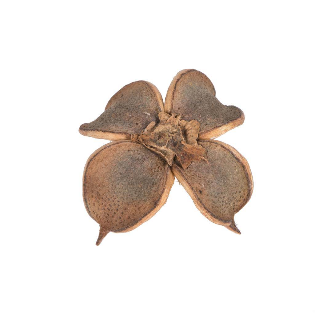 0.8" Cotton Flower Natural (1 Kg Pack) 1