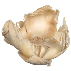 2.75" Palm Cap Bleached Pod (25 pieces) 2