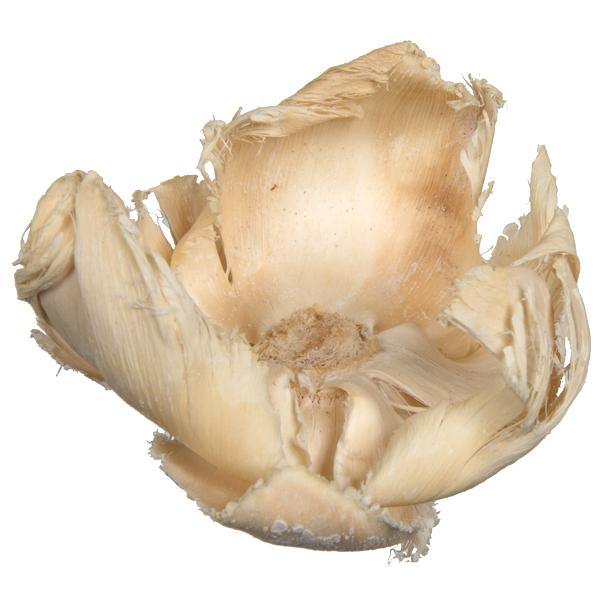 2.75" Palm Cap Bleached Pod (25 pieces) 2