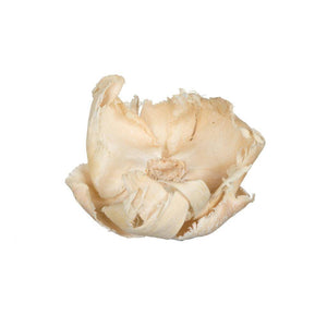 2.75" Palm Cap Bleached Pod (25 pieces) 1