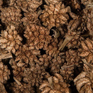 0.8" Star Flower Natural Star Pod (2 Kilograms) 3