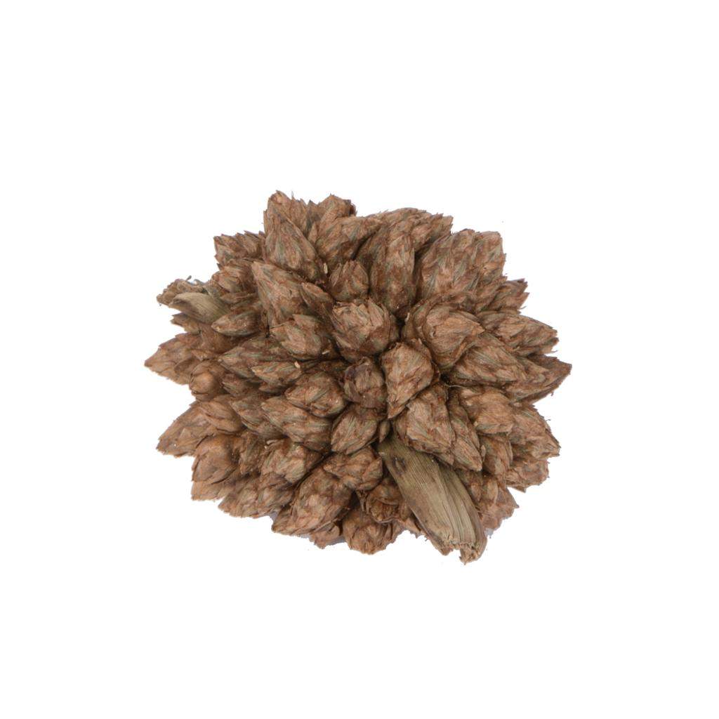 0.8" Star Flower Natural Star Pod (2 Kilograms) 1