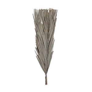 25" Natural Canna Leaf Preserved Bundle (10 Pack) 1