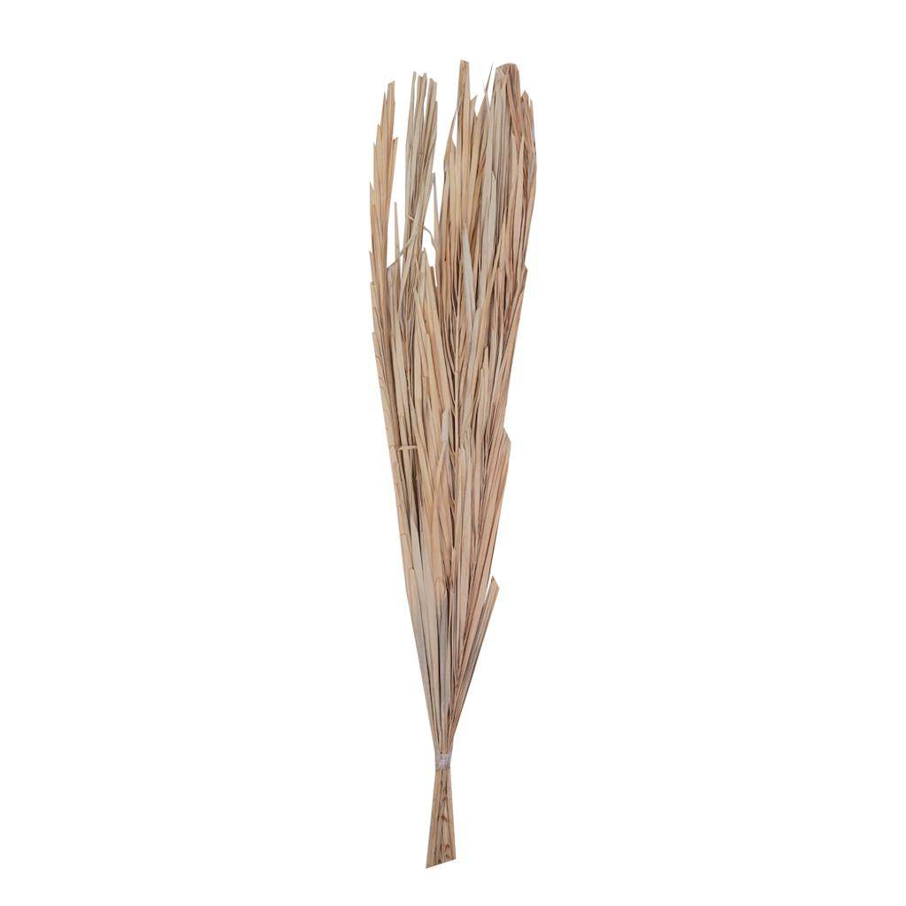 25" Bleached Canna Leaf Preserved Bundle (10 Pack) 1