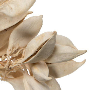 3" Brachychiton Bleached Pods (75 Pack) 2