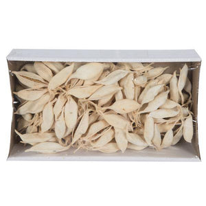 3" Brachychiton Bleached Pods (75 Pack) 3
