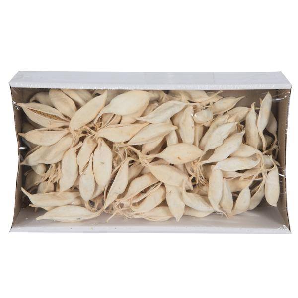 3" Brachychiton Bleached Pods (75 Pack) 3