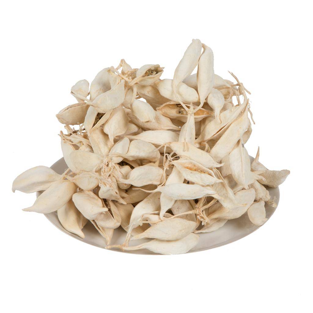 3" Brachychiton Bleached Pods (75 Pack) 1