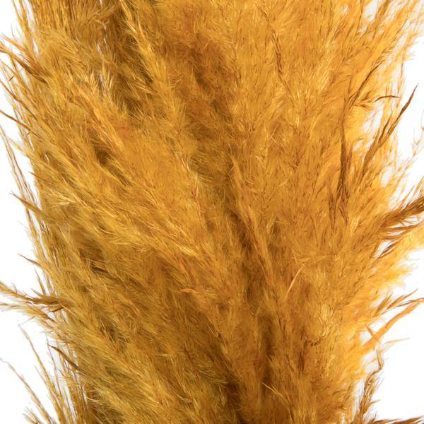 46" Aspen Gold Pampas Grass Bundle (6 stems) 2