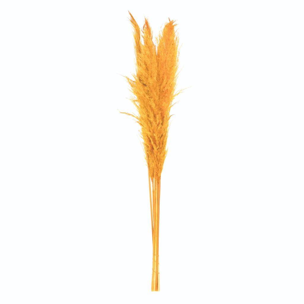 46" Aspen Gold Pampas Grass Bundle (6 stems) 1