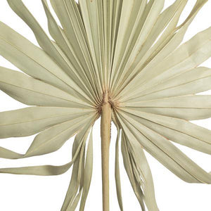 32-40" Natural Palm Leaf Uncut (12 pack) 2