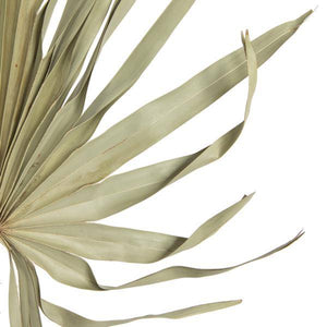 32-40" Natural Palm Leaf Uncut (12 pack) 3