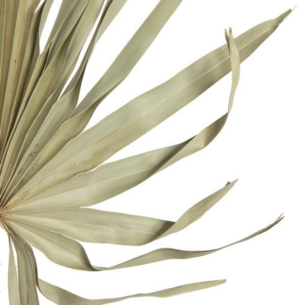 32-40" Natural Palm Leaf Uncut (12 pack) 3
