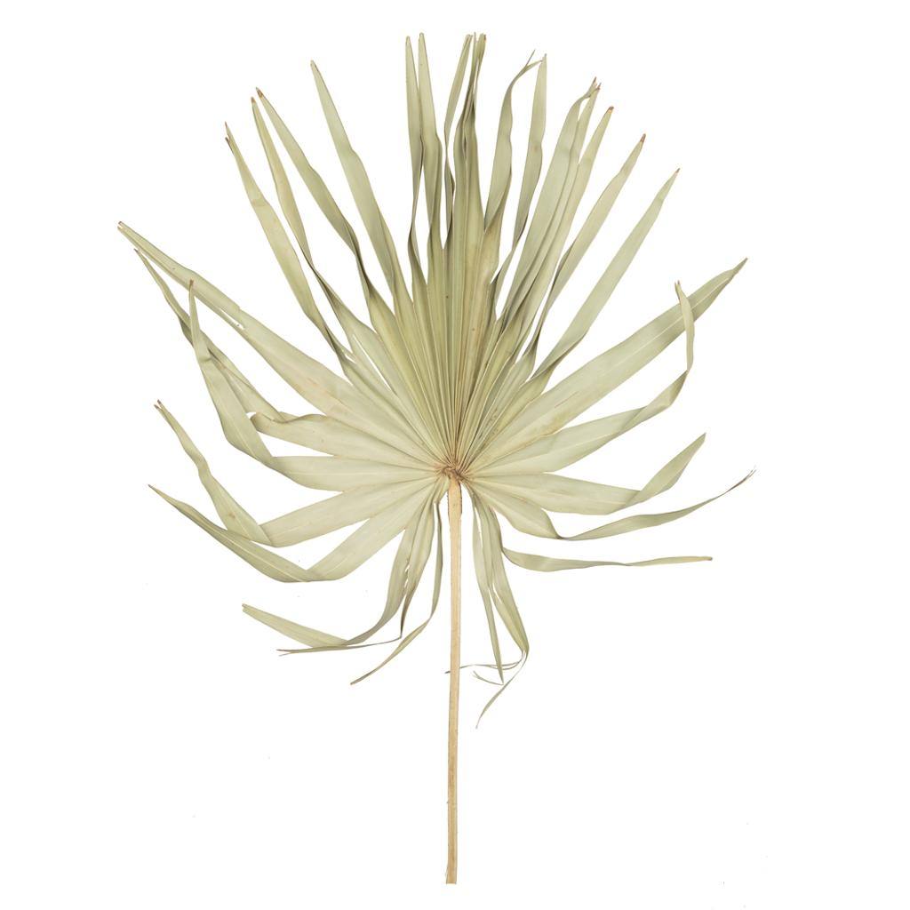 32-40" Natural Palm Leaf Uncut (12 pack) 1