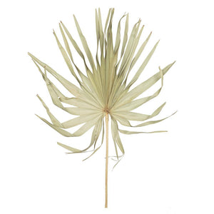 32-40" Natural Palm Leaf Uncut (12 pack) 1