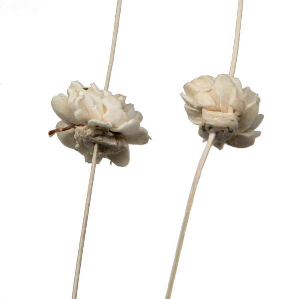 40" Brown Coco Bleached Sola Zinnia (24 Pack) 3