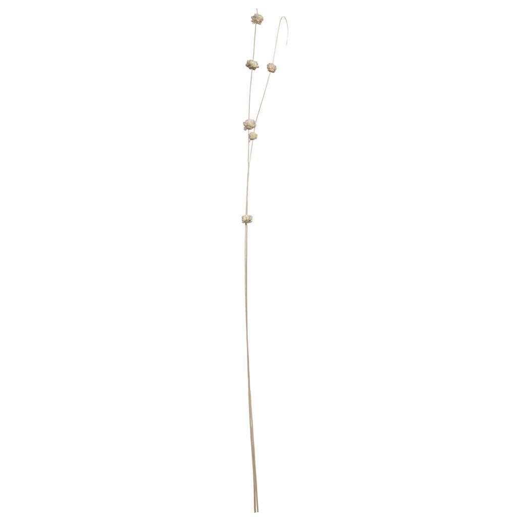 40" Brown Coco Bleached Sola Zinnia (24 Pack) 1