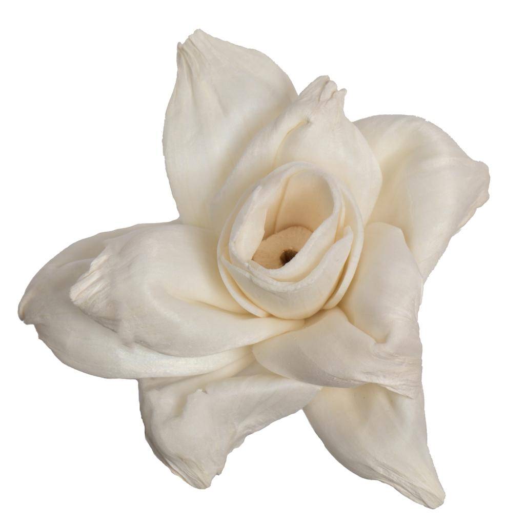 1-3" Assorted Jonquil Sola Head (24 pack) 1
