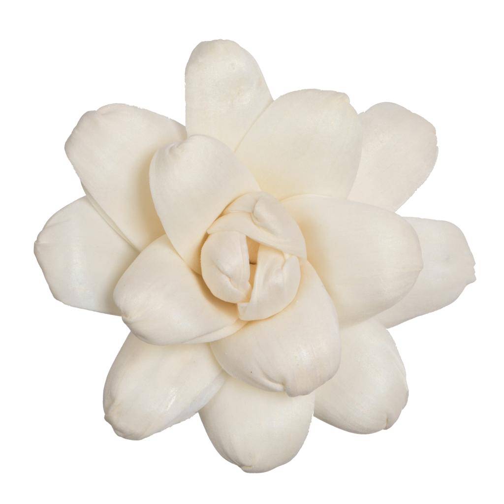 1-3" Assorted Eleanor Sola Head (24 pack) 1