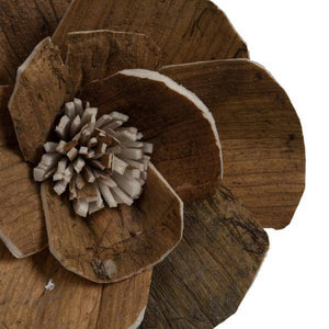 1-3" Assorted Walnut Sola Head (24 pack) 2