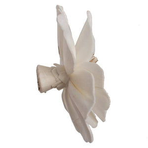 1-3" Assorted Anemone Sola Head (24 pack) 2