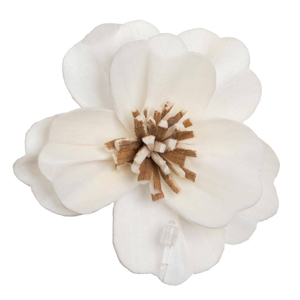 1-3" Assorted Anemone Sola Head (24 pack) 1