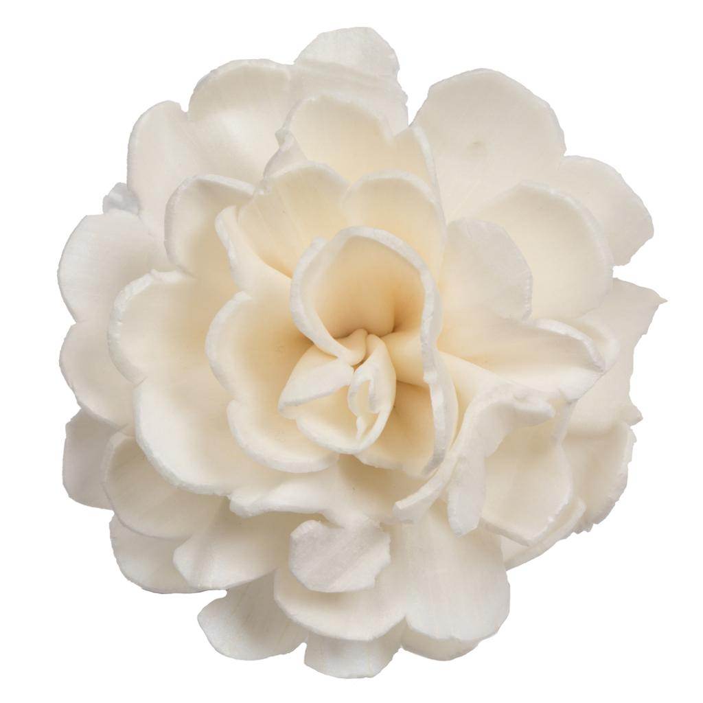 1-3" Assorted Camellia Sola Head (24 pack) 1