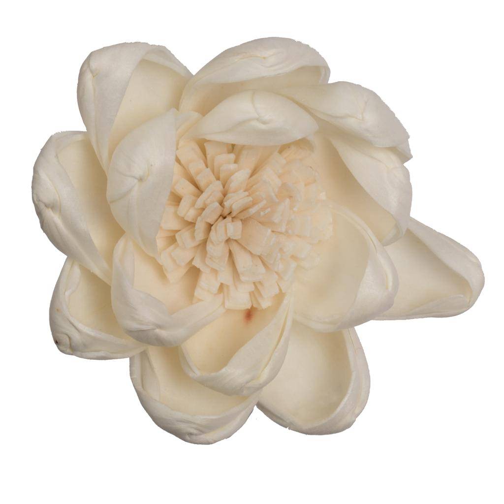 1-3" Assorted Crocus Sola Head (24 pack) 1
