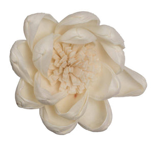 1-3" Assorted Crocus Sola Head (24 pack) 1