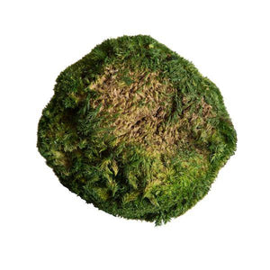 1lbs Apple Green Preserved Pole Moss Bundle 3