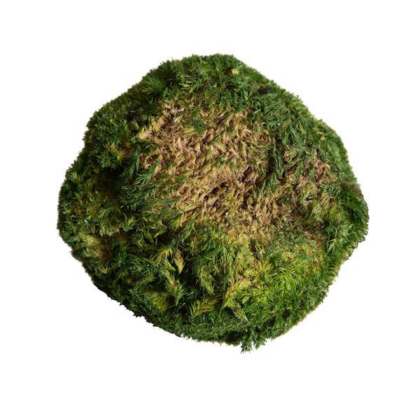 1lbs Apple Green Preserved Pole Moss Bundle 3