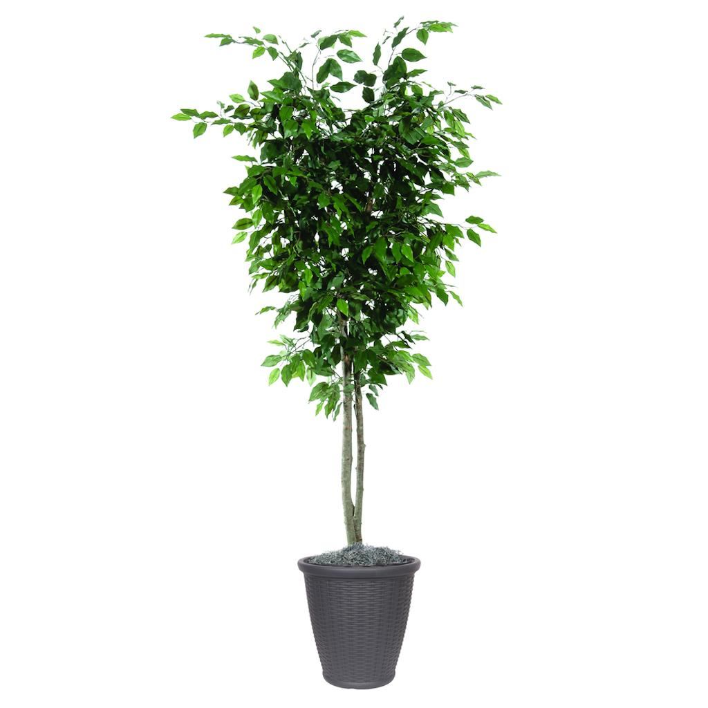 6' Artificial Deluxe Ficus Tree 1