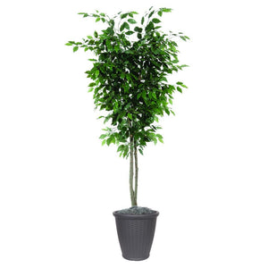 6' Artificial Deluxe Ficus Tree 1