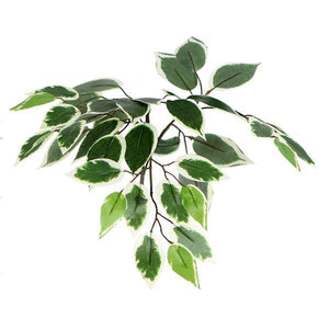 6' Deluxe Variegated Ficus Tree 2
