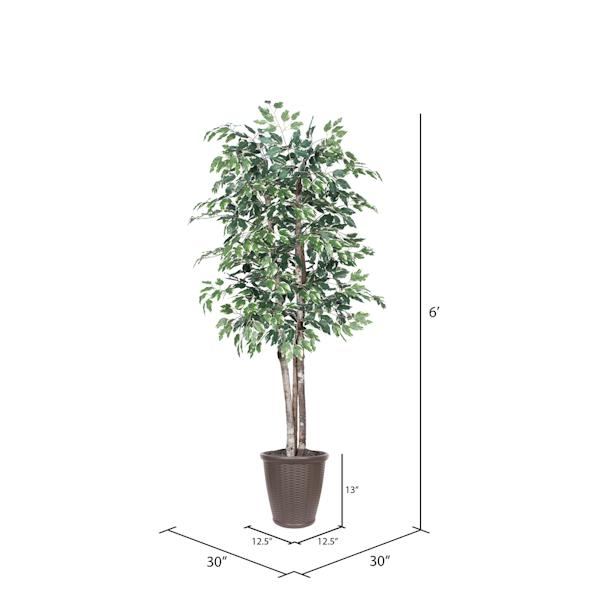 6' Deluxe Variegated Ficus Tree 4