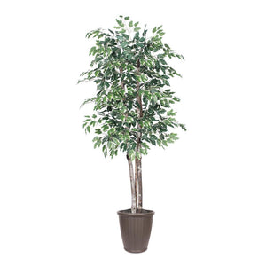 6' Deluxe Variegated Ficus Tree 1