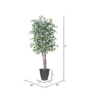6' Deluxe Variegated Ficus Tree 4