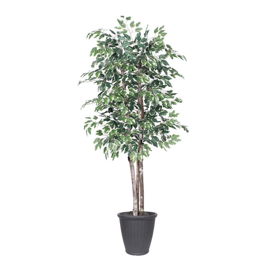 6' Deluxe Variegated Ficus Tree 1