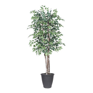 6' Deluxe Variegated Ficus Tree 1