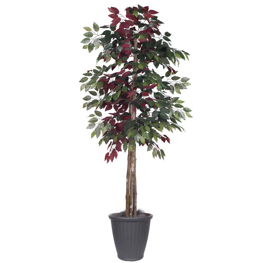 6' Artificial Deluxe Capensia Tree 1