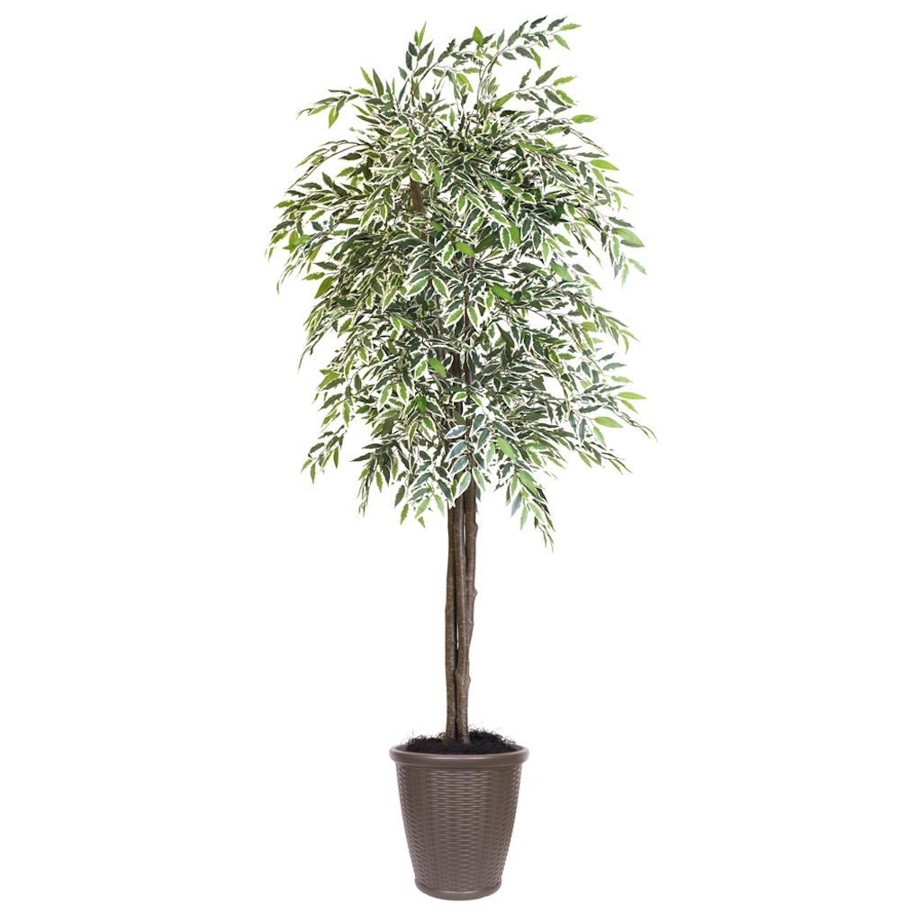 6' Varigated Smilax Deluxe Round Brown 1