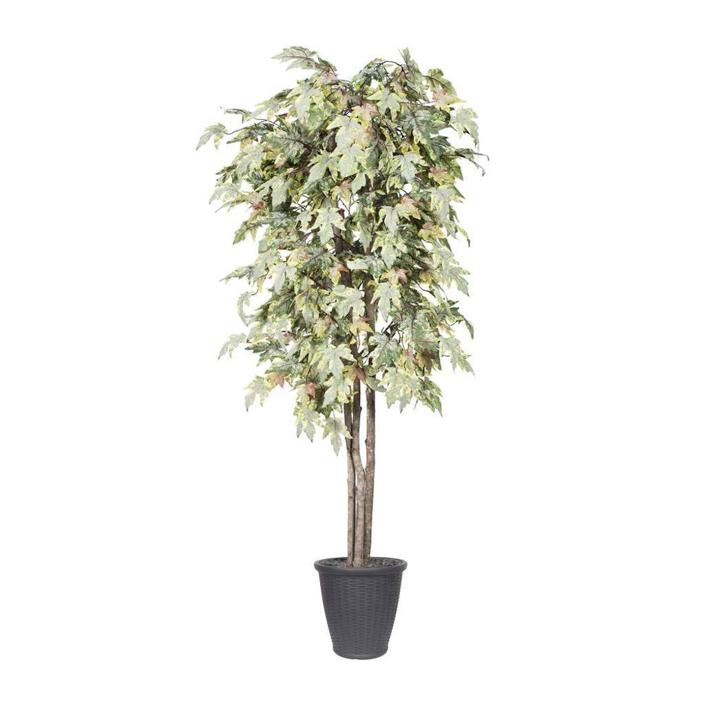 6' Frosted Maple Deluxe Round Gray 1