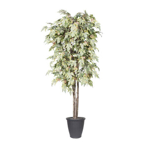 6' Frosted Maple Deluxe Round Gray 1