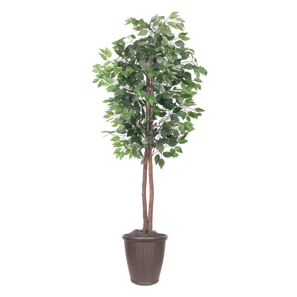 6' Artificial Ficus Tree 1