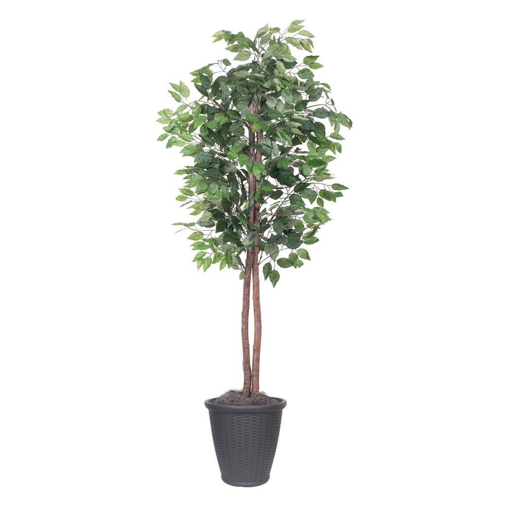 6' Artificial Ficus Tree 1