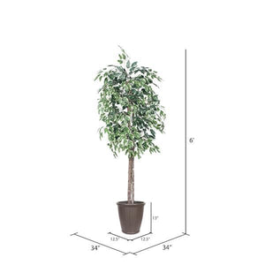 6' Variegated Ficus Tree 4