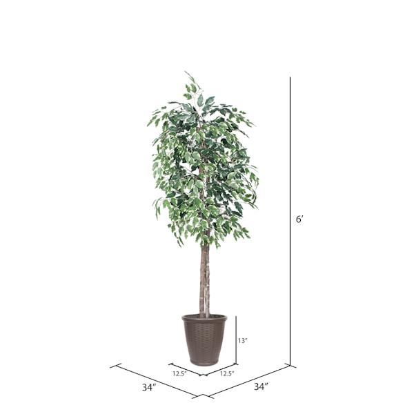 6' Variegated Ficus Tree 4
