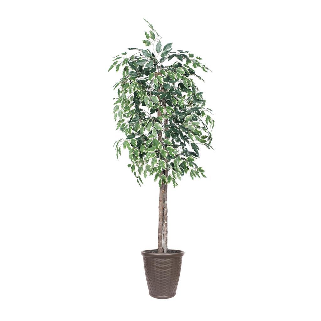 6' Variegated Ficus Tree 1