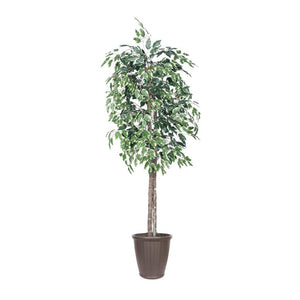 6' Variegated Ficus Tree 1