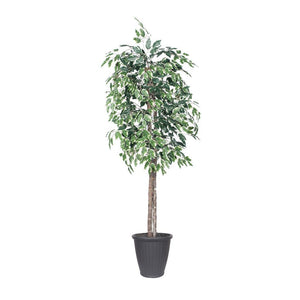 6' Variegated Ficus Tree 1